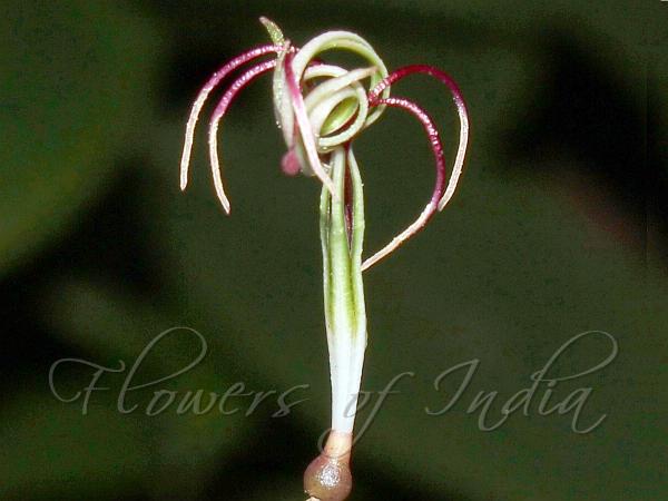 Rubbery Mango Mistletoe